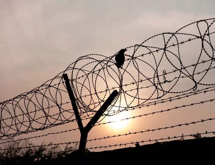 Concertina Wire thumbnail 5